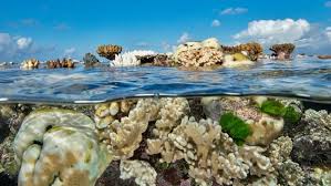 La Gran Barrera de Coral es una de las maravillas naturales más impresionantes del mundo, y se encuentra ubicada frente a la costa de Queensland, en el noreste de Australia. La Gran Barrera de Coral es el arrecife de coral más grande del mundo, con una extensión de aproximadamente 344,400 km². Alberga una biodiversidad increíble, con miles de especies de peces, corales, moluscos, equinodermos, tortugas marinas, tiburones, delfines y más. En 1981, la Gran Barrera de Coral fue declarada Patrimonio de la Humanidad por la UNESCO debido a su importancia ecológica y su belleza única.